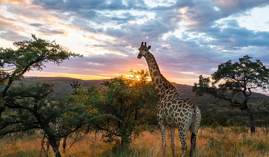 SATSA and Responsible Tourism Standards