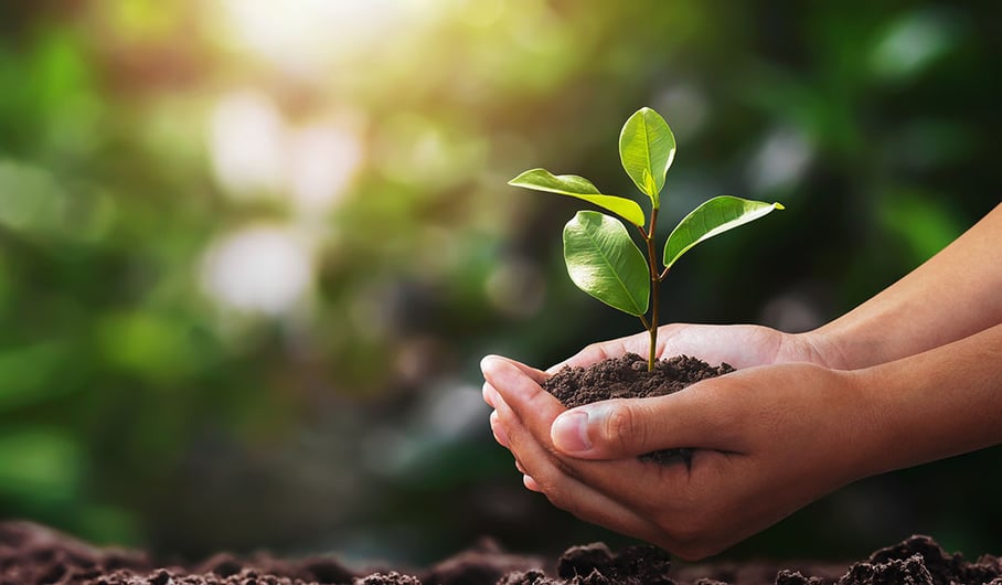 Going Green: How Hospitality Managers Can Lead Sustainable Change